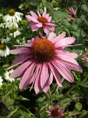 ECHINACEA purpurea