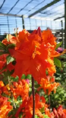 AZALEA 'Golden Eagle'