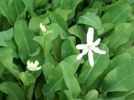 ANEMOPSIS californicum