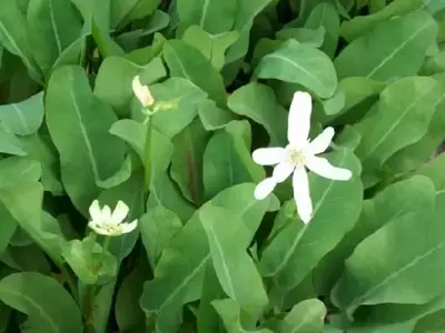ANEMOPSIS californicum