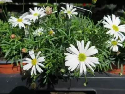 Basket & Trough Plants