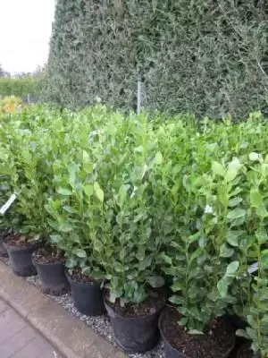 GRISELINIA littoralis 'Green Horizon'