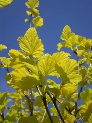 PHYSOCARPUS opulifolius 'Angel Gold'