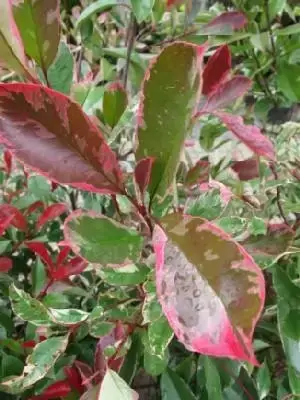 PHOTINIA x fraseri 'Pink Marble' - image 2