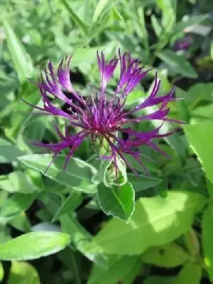 CENTAUREA montana 'Amethyst Dream'