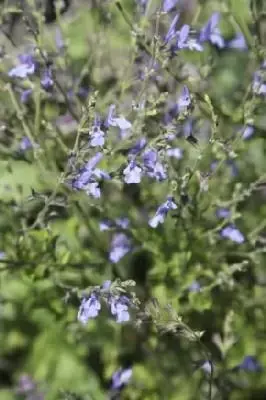 SALVIA 'African Sky' - image 1