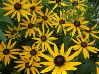 RUDBECKIA 'Little Goldstar' - image 3