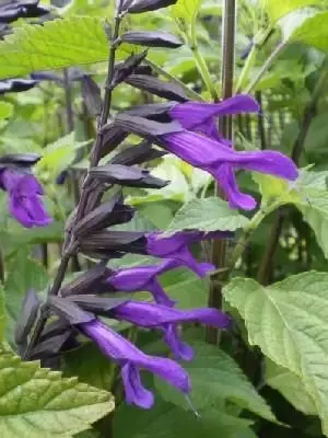 SALVIA 'Amistad'