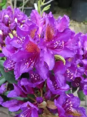 RHODODENDRON 'Marcel Menard' - image 1