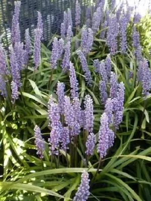 LIRIOPE muscari 'Moneymaker'