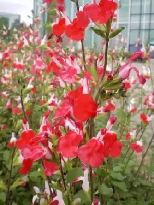 SALVIA x jamensis 'Hot Lips'