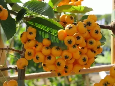 PYRACANTHA 'Golden Glow' - image 2