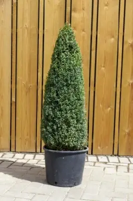 BUXUS sempervirens Cone