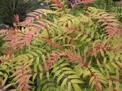 SORBARIA sorbifolia 'Sem' - image 2