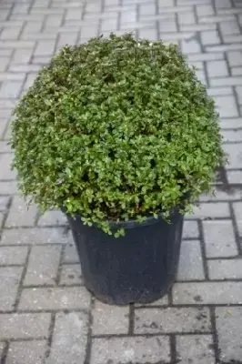 AZALEA 'Hino-crimson'