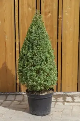 BUXUS sempervirens Cone