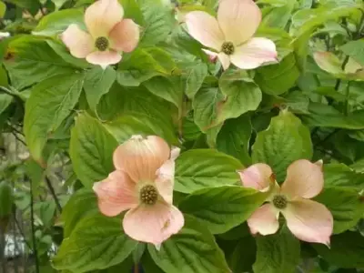 CORNUS x rutgersensis 'Stellar Pink'