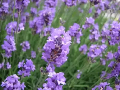 LAVANDULA angustifolia 'Hidcote'
