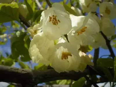 HALESIA carolina - image 1