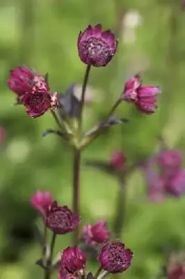 ASTRANTIA major 'Abbey Road' - image 3