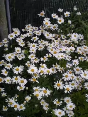 LEUCANTHEMUM x superbum 'Snow Lady' - image 1