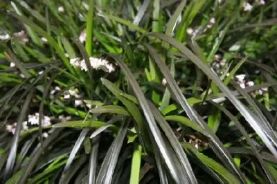 OPHIOPOGON planiscapus 'Nigrescens'