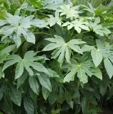 FATSIA japonica