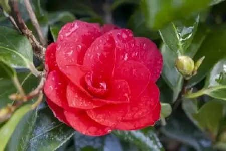 CAMELLIA japonica 'Ace of Hearts'