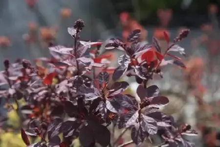 COTINUS coggygria 'Royal Purple'