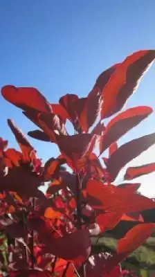 COTINUS 'Grace' - image 1