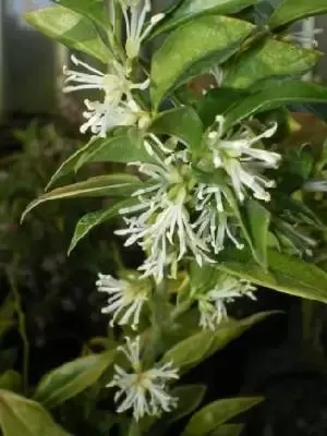 SARCOCOCCA confusa