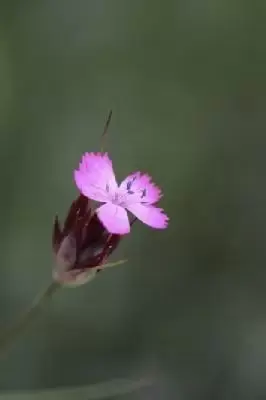 DIANTHUS carthusianorum