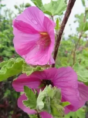 MALVA x clementii 'Bredon Springs'