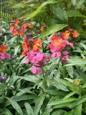 ERYSIMUM 'Winter Orchid'