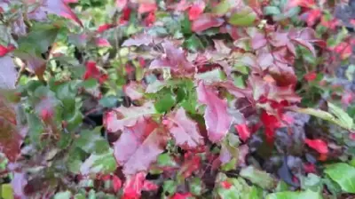 MAHONIA aquifolium