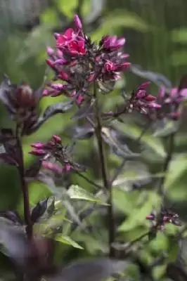 PHLOX paniculata 'Starfire'