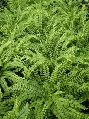 ASPLENIUM trichomanes
