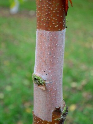 BETULA albosinensis 'Red Panda'