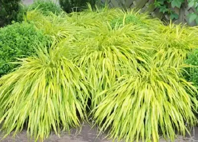 HAKONECHLOA macra 'Aureola'