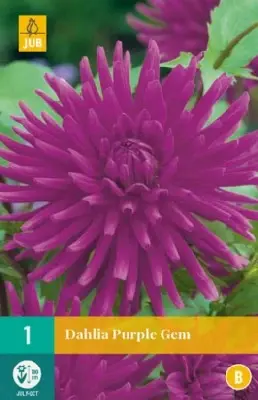 DAHLIA 'Purple Gem