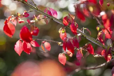 EUONYMUS alatus 'Compactus' - image 2