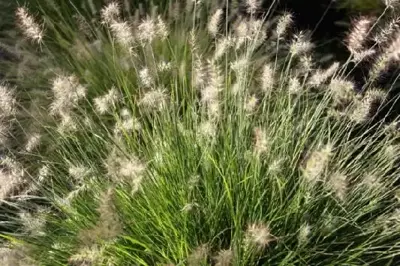 PENNISETUM alopecuroides 'Little Bunny'