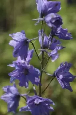 DELPHINIUM 'Cameliard'