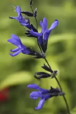 SALVIA guaranitica 'Black and Blue'