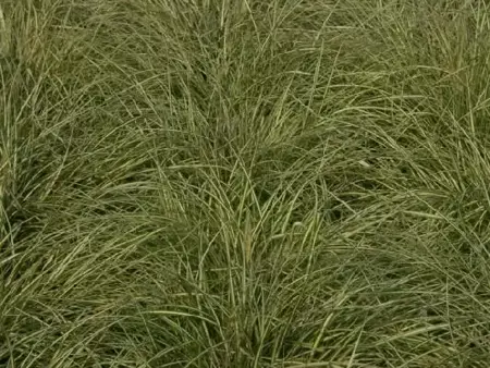 CAREX oshimensis 'Evergold' - image 1