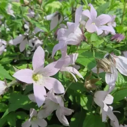 CAMPANULA lactiflora 'Loddon Anna' - image 1