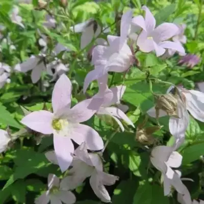 CAMPANULA lactiflora 'Loddon Anna' - image 2