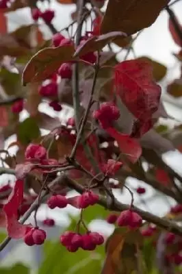 EUONYMUS europaeus 'Red Cascade' - image 1
