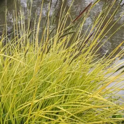 CAREX elata 'Aurea'
