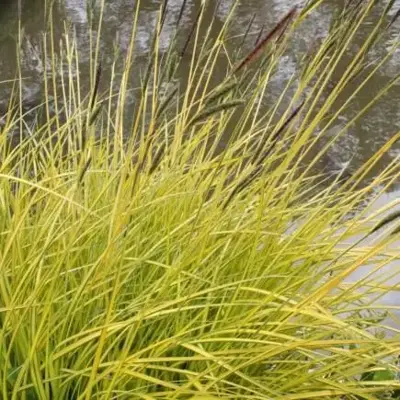 CAREX elata 'Aurea'